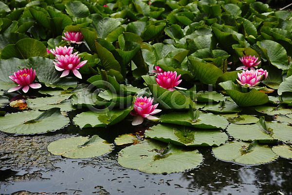 사람없음 JPG 포토 분홍색 식물 야외 여러송이 연꽃(꽃) 연못 연잎 자연 주간