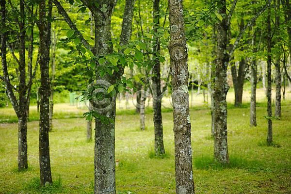 사람없음 JPG 아웃포커스 포토 공원 나무 숲 야외 자연 주간 풍경(경치)