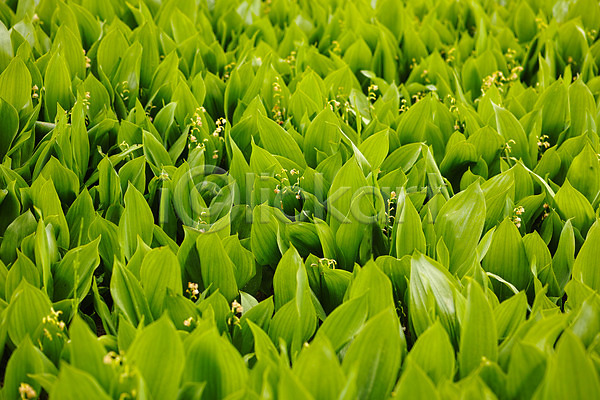 사람없음 JPG 포토 꽃 백그라운드 식물 야외 잎 주간 초록색