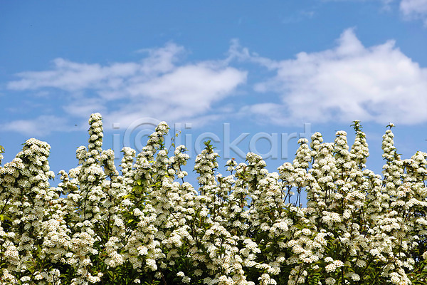 사람없음 JPG 포토 구름(자연) 꽃 야외 여러송이 자연 주간 풍경(경치) 하늘
