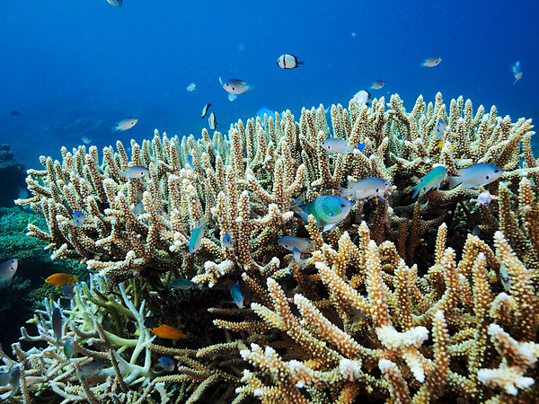 사람없음 JPG 포토 바다 바닷속 산호 수중동물 수중사진 어류 여러마리 열대어 자연 트로피컬아트