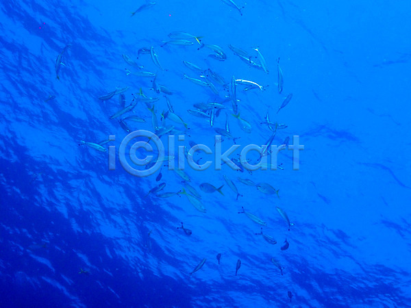 사람없음 JPG 포토 바다 바닷속 수중동물 수중사진 어류 여러마리 자연
