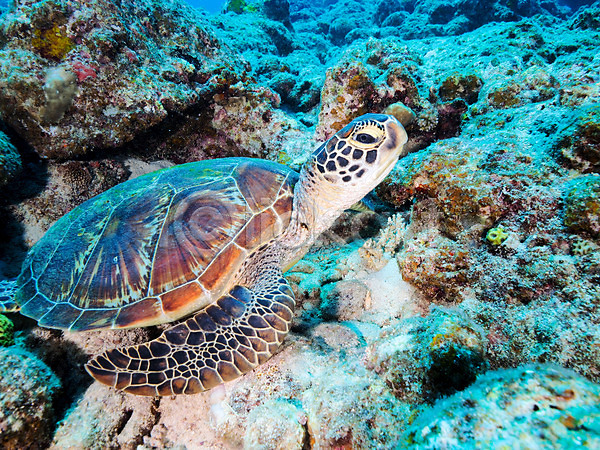 사람없음 JPG 포토 거북이 바다 바닷속 바위 수중동물 수중사진 어류 자연 한마리
