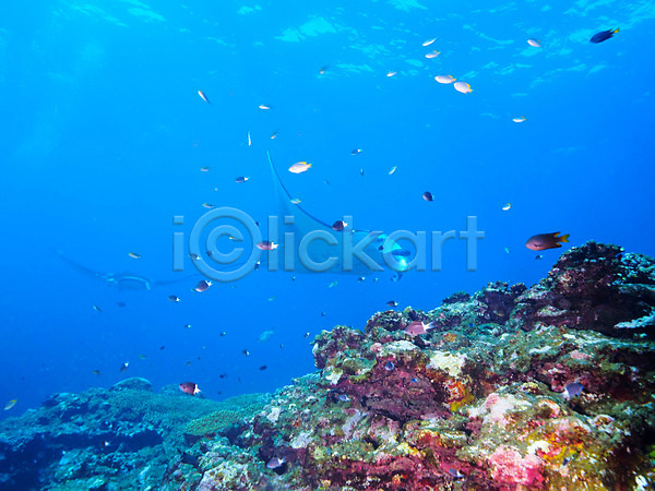 사람없음 JPG 포토 가오리 바다 바닷속 바위 수중동물 수중사진 어류 여러마리 자연