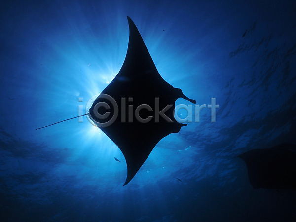 사람없음 JPG 실루엣 포토 가오리 바다 바닷속 빛 수중동물 수중사진 어류 자연 한마리