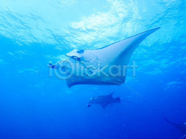 사람없음 JPG 포토 가오리 두마리 바다 바닷속 수중동물 수중사진 어류 자연