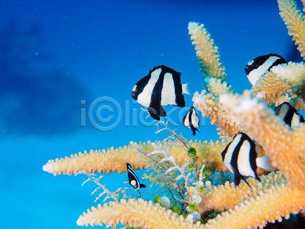 사람없음 JPG 포토 바다 바닷속 산호 수중동물 수중사진 어류 여러마리 열대어 자연 트로피컬아트