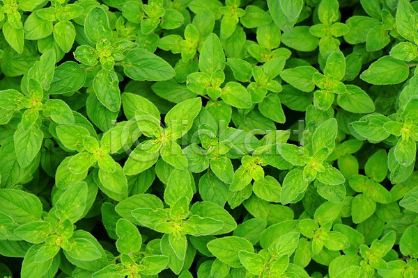 사람없음 JPG 근접촬영 포토 백그라운드 식물 야외 잎 자연 주간 초록색