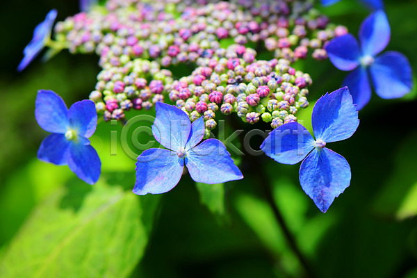 사람없음 JPG 근접촬영 아웃포커스 포토 꽃 수국 식물 야외 주간 파란색