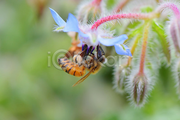 사람없음 JPG 근접촬영 아웃포커스 포토 꽃 꿀벌 솜털 야외 자연 주간 한마리