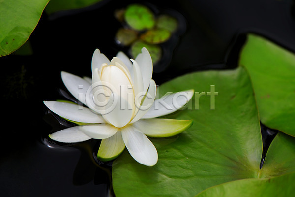 사람없음 JPG 근접촬영 아웃포커스 포토 꽃 식물 야외 연꽃(꽃) 연못 연잎 자연 주간 한송이 흰색