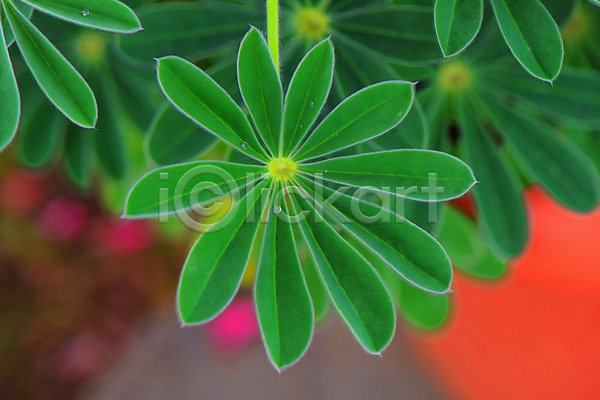 사람없음 JPG 근접촬영 아웃포커스 포토 백그라운드 식물 야외 잎 자연 주간 초록색