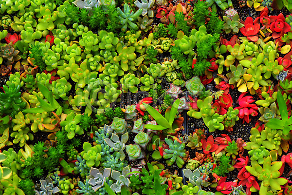 사람없음 JPG 근접촬영 포토 다육식물 백그라운드 빨간색 식물 야외 자연 주간 초록색