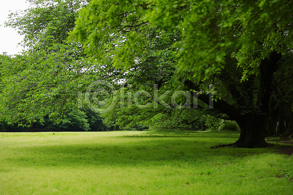 사람없음 JPG 아웃포커스 포토 공원 나무 숲 야외 주간 풍경(경치)