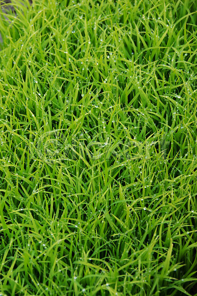 사람없음 JPG 포토 물방울 백그라운드 야외 자연 잔디 주간 초록색 풀(식물)