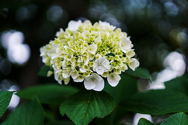 사람없음 JPG 근접촬영 아웃포커스 포토 수국 야외 잎 흰색