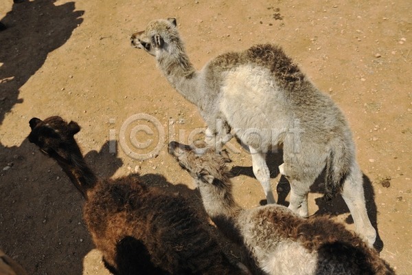 사람없음 JPG 포토 해외이미지 교통시설 낙타 동물 땅바닥 사파리 아프리카 여행 여행객 카라반 하늘 해외202004 휴가