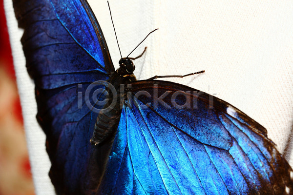 사람없음 JPG 포토 해외이미지 곤충 나비 닫기 컬러풀 파란색 해외202004