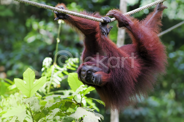 활발 사람없음 JPG 포토 해외이미지 그네 나무 동물 말레이시아 멸종 숲 야생동물 오렌지 원숭이 원시시대 유인원 인도네시아 자연 해외202004