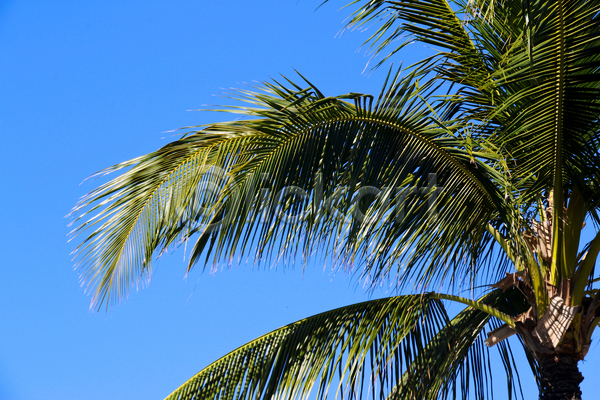 휴식 사람없음 JPG 포토 해외이미지 나무 닫기 바람 백그라운드 손바닥 열대 잎 초록색 파란색 하늘 하와이 해외202004 휴가