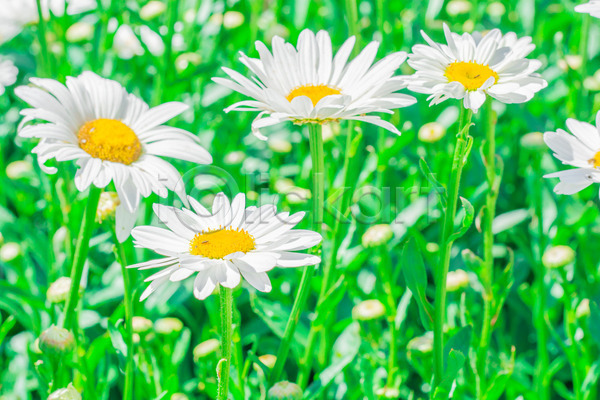 사람없음 JPG 포토 해외이미지 꽃 꽃잎 노란색 백그라운드 봄 식물 여름(계절) 자연 정원 초록색 해외202004 흰색