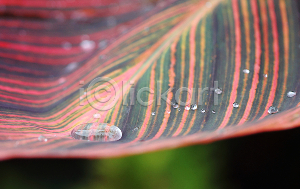 함께함 사람없음 JPG 포토 해외이미지 꽃무늬 모임 목걸이 물 물방울 백합(꽃) 수집 잎 정물화 폭풍 해외202004
