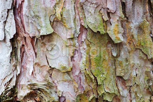 사람없음 JPG 포토 해외이미지 거친 나무 나무껍질 소나무 숲 해외202004
