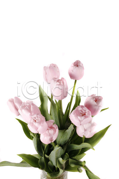 사람없음 JPG 포토 해외이미지 고립 꽃 꽃다발 백그라운드 봄 분홍색 자연 정원 초록색 튤립 해외202004 흰색