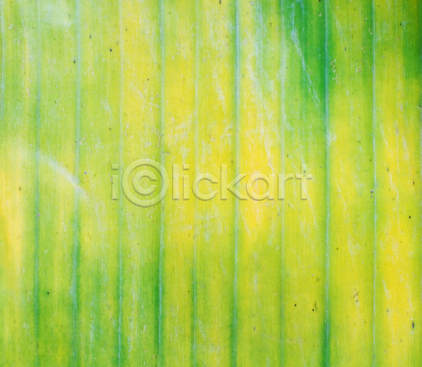 사람없음 JPG 포토 해외이미지 고립 나무 내추럴 노란색 디자인 떠남 모양 묘사 바나나 백그라운드 벽지 손바닥 식물 잎 자연 정원 줄기 줄무늬 질감 초록색 추상 컬러풀 패턴 해외202004
