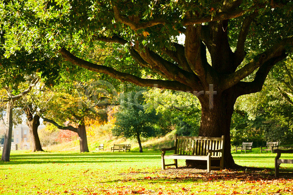 침묵 평화 사람없음 JPG 포토 해외이미지 10월 가을(계절) 갈색 계절 공원 나무 나뭇가지 벤치 야외 영국 의자 잉글랜드 자연 해외202004 햇빛