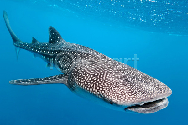 사람없음 JPG 포토 해외이미지 고래 동물 동물상 몰디브 물 바다 상어 야생동물 어류 자연 파란색 해외202004