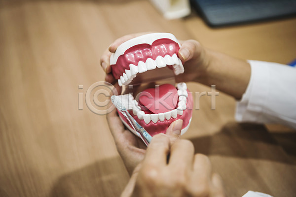 30대 60대 남자 노년 두명 성인 성인만 신체부위 여자 JPG 포토 손 실내 의학 치과 치과의사 치과진료 치아모형