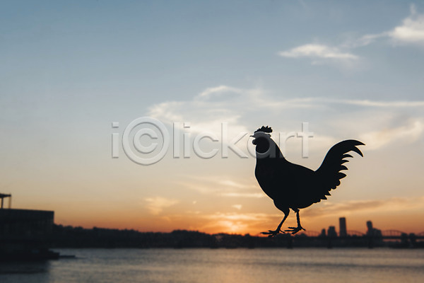 사람없음 JPG 포토 구름(자연) 노을 닭 도시 도시풍경 백그라운드 야외 주간 페이퍼아트 풍경(경치) 프레임 하늘 한강 한마리