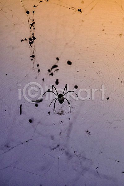사람없음 JPG 포토 거미 거미줄 공원 노을 백그라운드 서울 야외 주간 풍경(경치) 하늘공원