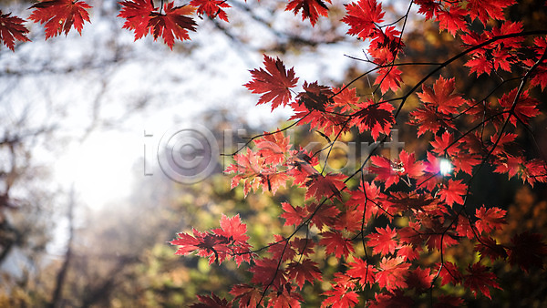 사람없음 JPG 포토 가을(계절) 나뭇가지 단풍 설악산 야외 자연 주간 풍경(경치) 하늘