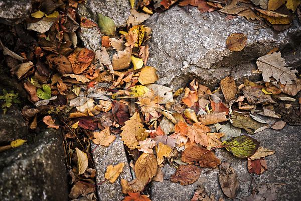 사람없음 JPG 포토 가을(계절) 낙엽 단풍 바위 설악산 야외 자연 주간 풍경(경치)