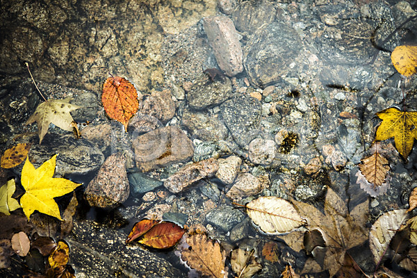 사람없음 JPG 포토 가을(계절) 낙엽 단풍 바위 설악산 야외 자연 주간 풍경(경치)