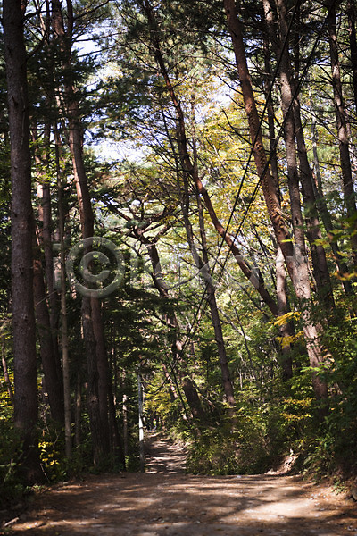 사람없음 JPG 포토 가을(계절) 나무 야외 자연 주간 치악산 풍경(경치)