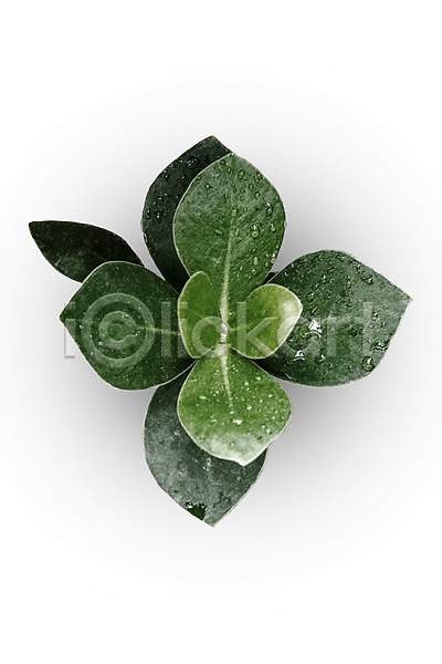 감성 사람없음 PSD 편집이미지 나뭇잎 보테니컬아트 북유럽스타일 식물