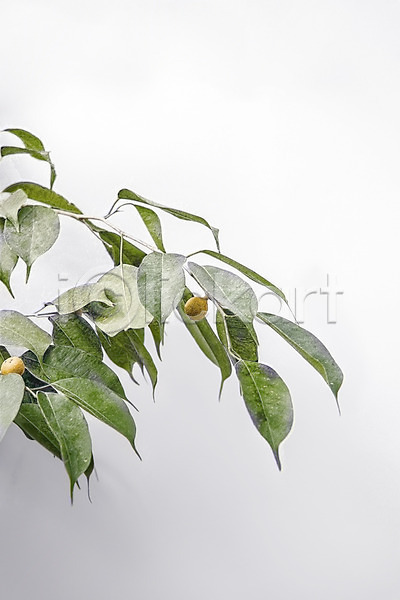 감성 사람없음 PSD 편집이미지 보테니컬아트 북유럽스타일 식물 열매 잎