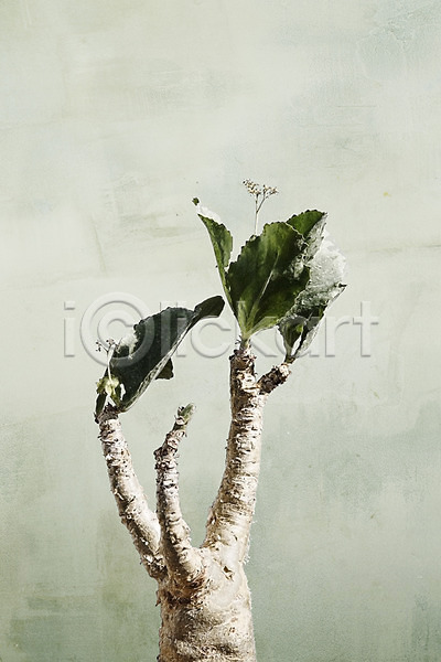 감성 사람없음 PSD 편집이미지 나무 보테니컬아트 북유럽스타일 식물 잎