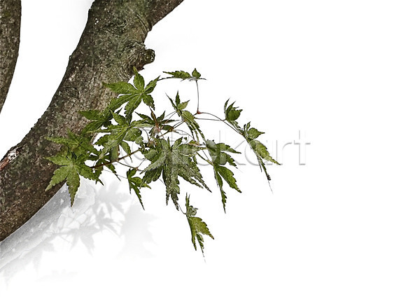 감성 사람없음 PSD 편집이미지 나뭇가지 나뭇잎 보테니컬아트 북유럽스타일