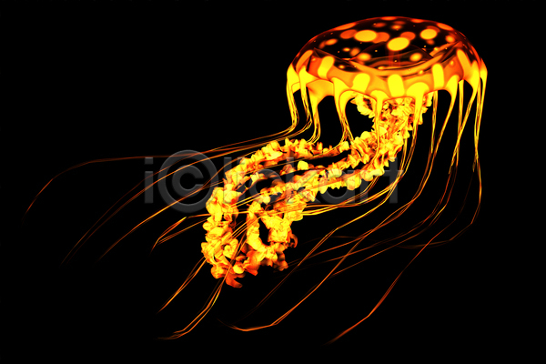 사람없음 JPG 포토 해외이미지 바닷속 수중동물 자포동물 주황색 한마리 해외202004 해파리