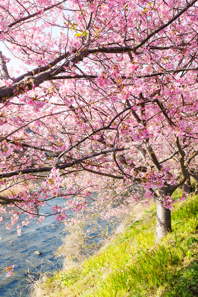 사람없음 JPG 포토 해외이미지 벚꽃 벚나무 봄 봄꽃 분홍색 야외 자연 주간 풍경(경치) 해외202004