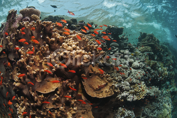 사람없음 JPG 포토 해외이미지 물 바쁨 산호 수중 암초 어류 이집트 해외202004 햇빛 홍해