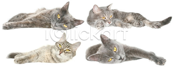 사람없음 JPG 포토 해외이미지 4 고립 고양이 동물 반려동물 세트 솜털 큼 해외202004 해외포토 회색