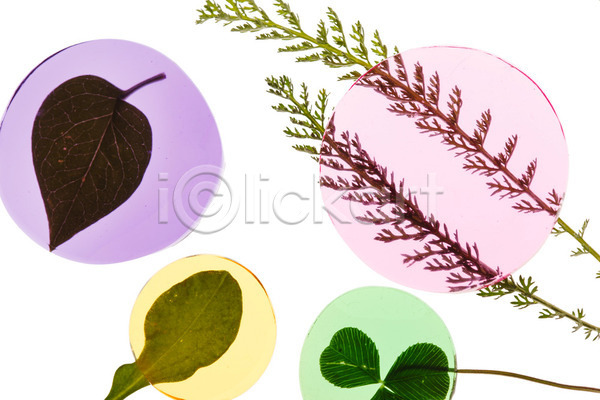 사람없음 JPG 포토 해외이미지 가을(계절) 건강 꽃무늬 노란색 미술 백그라운드 보라색 봄 식물 신용카드 심볼 여름(계절) 원형 잎 자연 장식 추상 컬러풀 파란색 해외202004