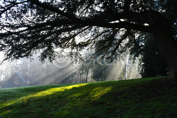 신비 사람없음 JPG 포토 해외이미지 걷기 겨울 공원 광선 길 나무 빛 아침 안개 워싱턴 하늘 하이킹 해외202004 햇빛