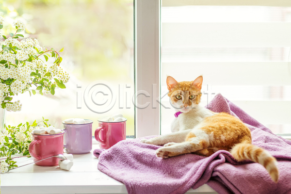 사람없음 JPG 포토 해외이미지 고양이 눕기 담요 반려동물 반려묘 실내 창가 한마리 해외202004