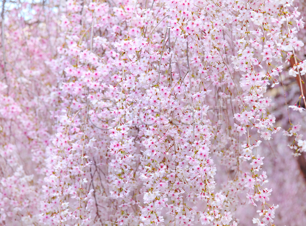 사람없음 JPG 아웃포커스 포토 해외이미지 벚꽃 봄꽃 분홍색 야외 자연 주간 해외202004